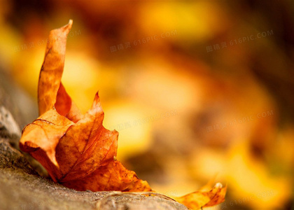 胡八一湘西探险!鬼吹灯之湘西密藏正版资源在线观看