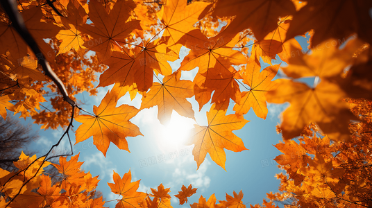 从“囧”到“宠”:野蛮王妃的逆袭之路