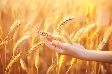 当幸福成为唯一目标:探讨生活的平衡与代价