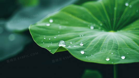 在线观看第七封印:解读伯格曼的符号隐喻与视觉诗学